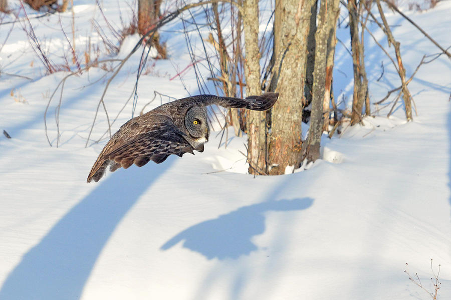 Owl Photograph - Great Gray Owls Phantom Flight by Asbed Iskedjian