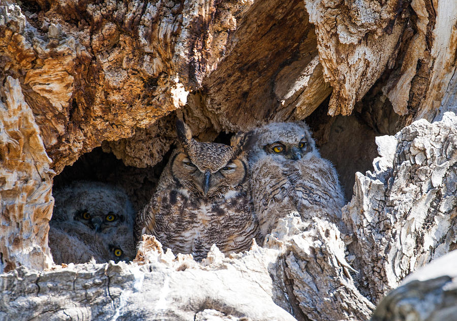 Great Great Horned Owl Mother  Photograph by Mindy Musick King
