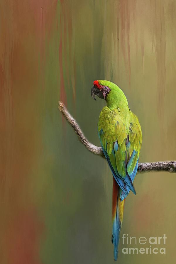 Parrot Photograph - Great Green Macaw by Eva Lechner
