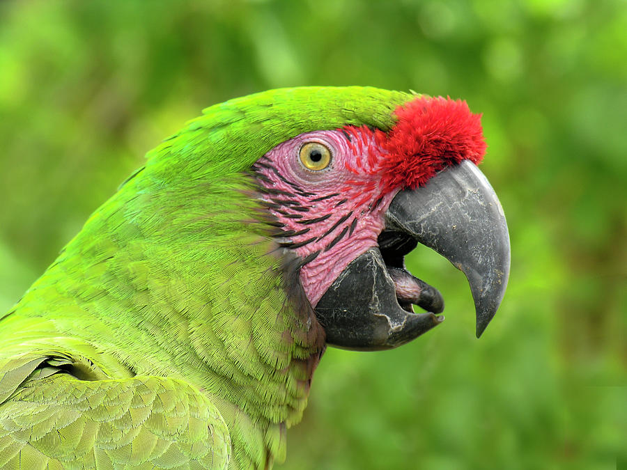 Bird Photograph - Great Green Macaw Portrait by Betty Denise