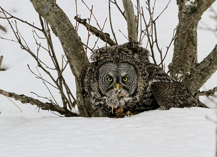 Great Grey Owl and Vole Photograph by Sam Amato