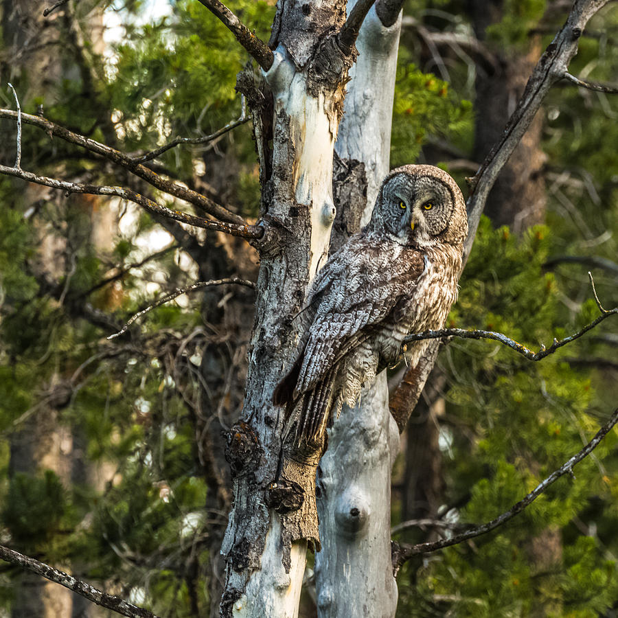Great Grey Owl At Sundown Photograph by Yeates Photography