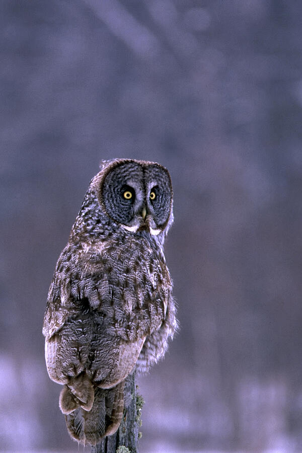 Owl Photograph - Great Grey Owl by Bill Morgenstern