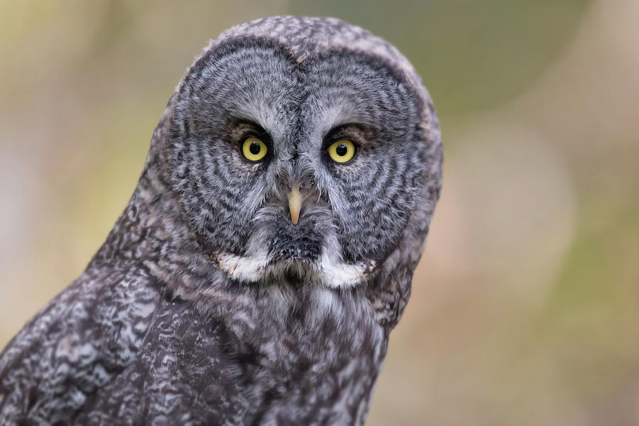 Great Grey Owl Photograph by Celine Pollard
