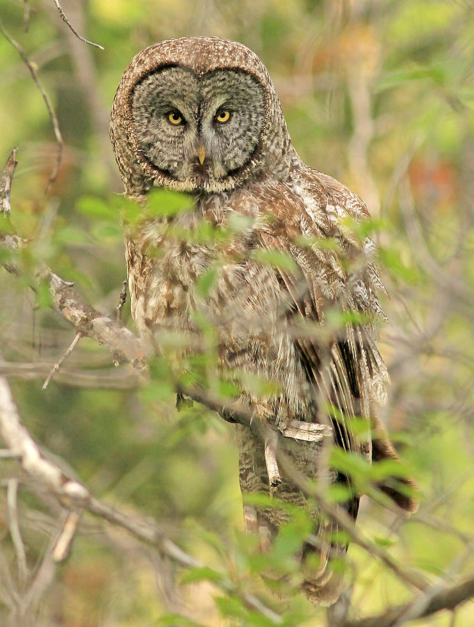 Great Grey Owl Photograph by Chris Johnson