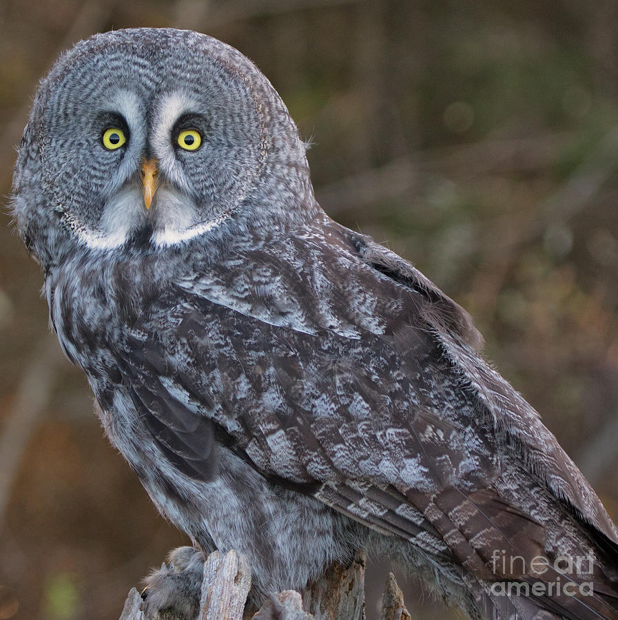Owl Photograph - Great Grey Owl by CJ Park