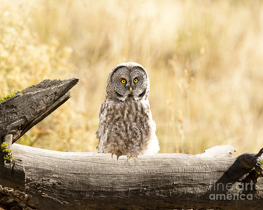 Great Grey Owl Photograph by Dennis Hammer