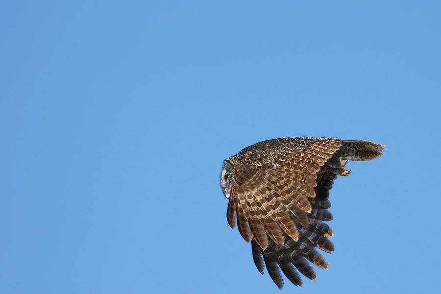 Great Grey Owl flight Photograph by Brook Burling