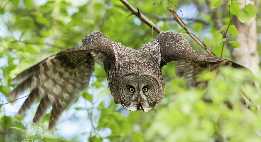 Great Grey Owl Flying Photograph