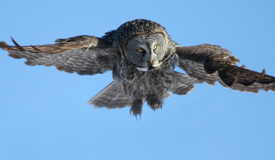 Great Grey Owl Hunt 1 Photograph by Brook Burling