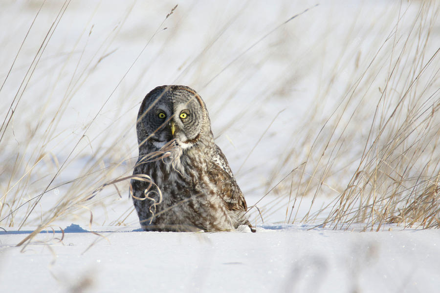Great Grey Owl Hunt 2 Photograph by Brook Burling