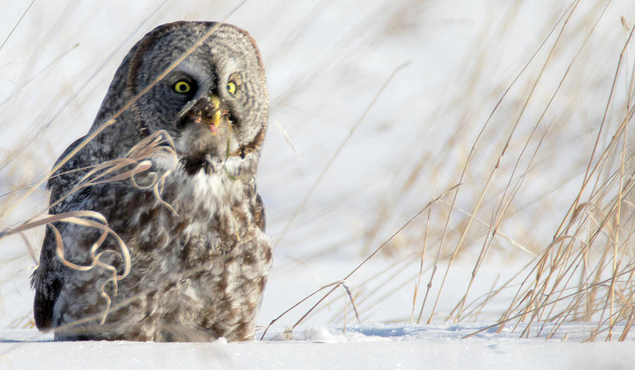 Great Grey Owl Hunt 3 Photograph by Brook Burling