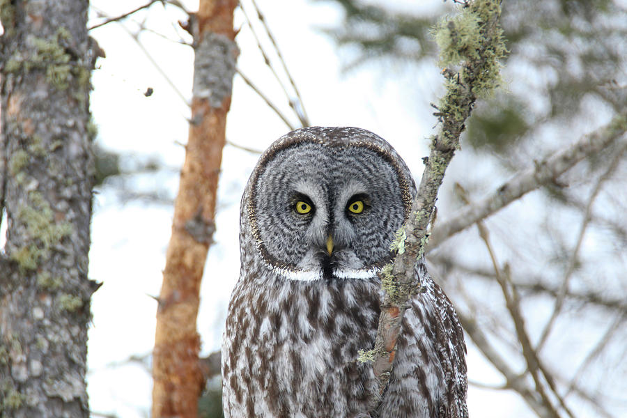 Great Grey Owl Hunt 5 Photograph by Brook Burling
