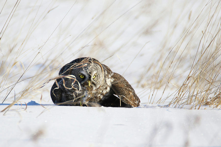 Great Grey Owl Hunt Photograph by Brook Burling