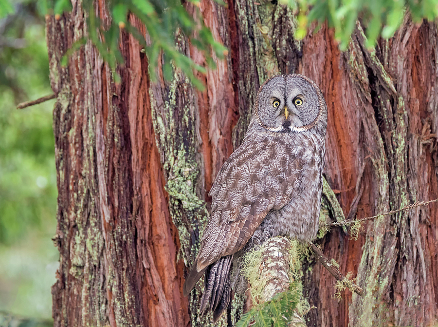 Great Grey Owl in a Giant Redwood Photograph by Loree Johnson