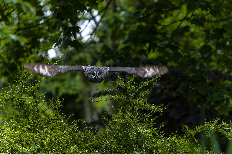 Great Grey Owl in Flight Photograph by Andy Myatt