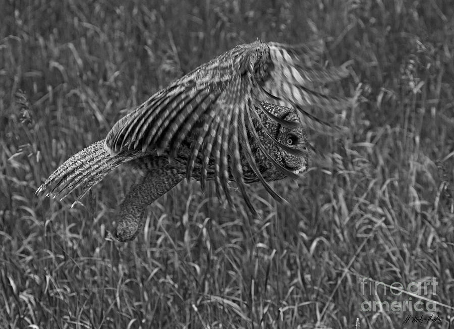 Great Grey Owl In Flight-BW-#4943 Photograph by J L Woody Wooden