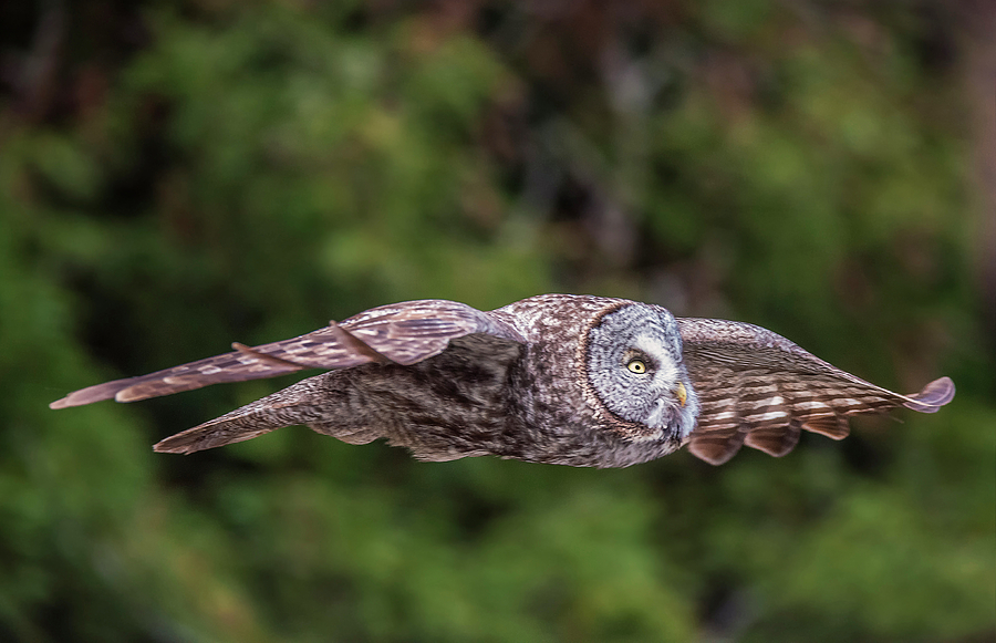 Great Grey Owl in Flight Photograph by Loree Johnson