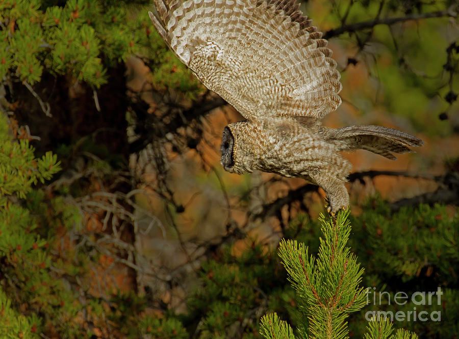 Great Grey Owl In Flight-Signed-#4106 Photograph by J L Woody Wooden