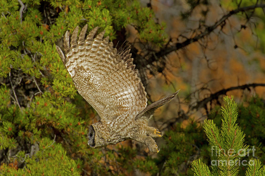 Great Grey Owl In Flight-Signed-#4109 Photograph by J L Woody Wooden