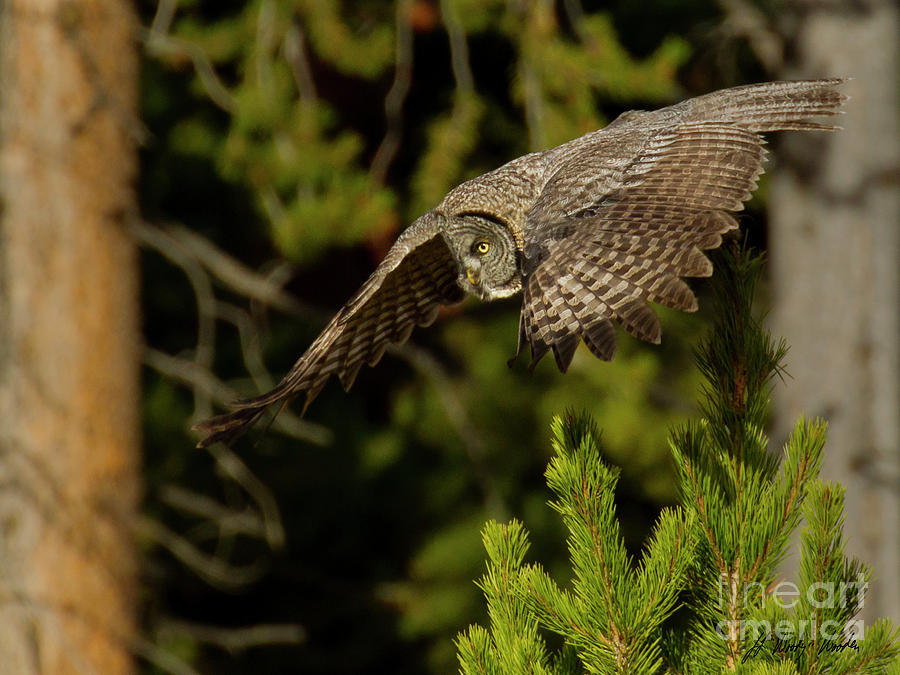 Great Grey Owl In Flight-Signed-#4115 Photograph by J L Woody Wooden