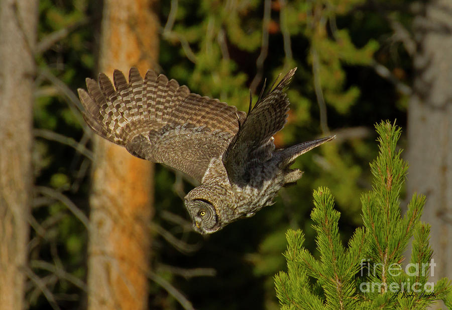 Great Grey Owl In Flight-Signed-#4117 Photograph by J L Woody Wooden