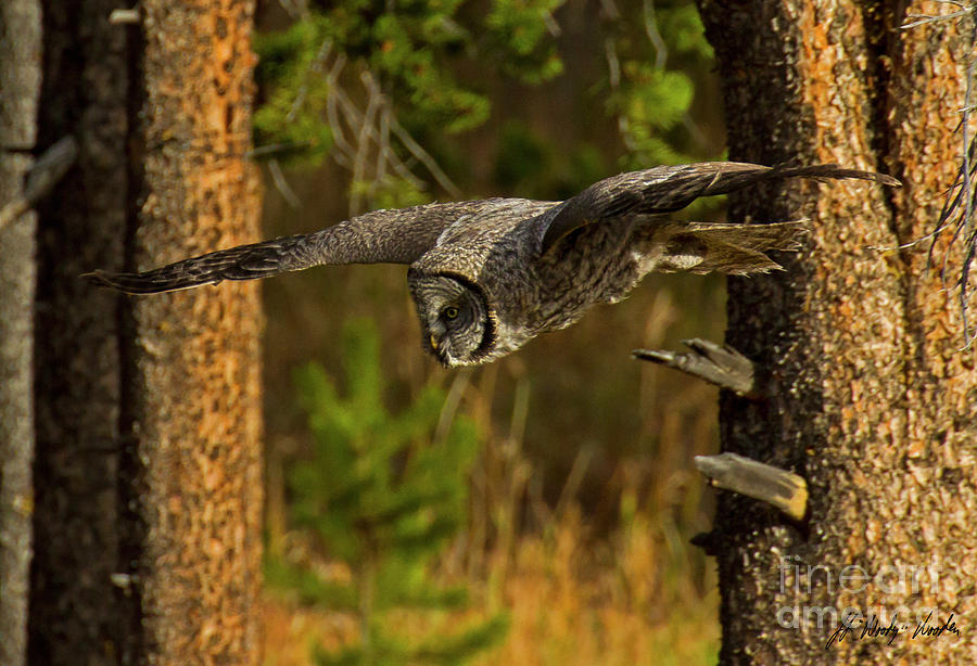 Great Grey Owl In Flight-Signed-#4145 Photograph by J L Woody Wooden