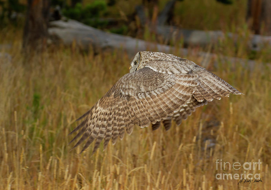 Great Grey Owl In Flight-Signed-#4416 Photograph by J L Woody Wooden