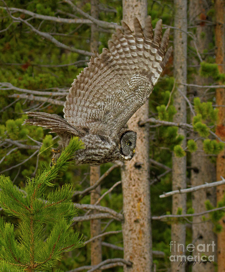 Great Grey Owl In Flight-Signed-#4781 Photograph by J L Woody Wooden