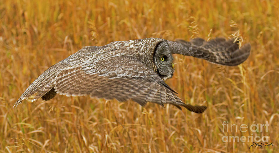 Great Grey Owl In Flight-Signed-#4942 Photograph by J L Woody Wooden