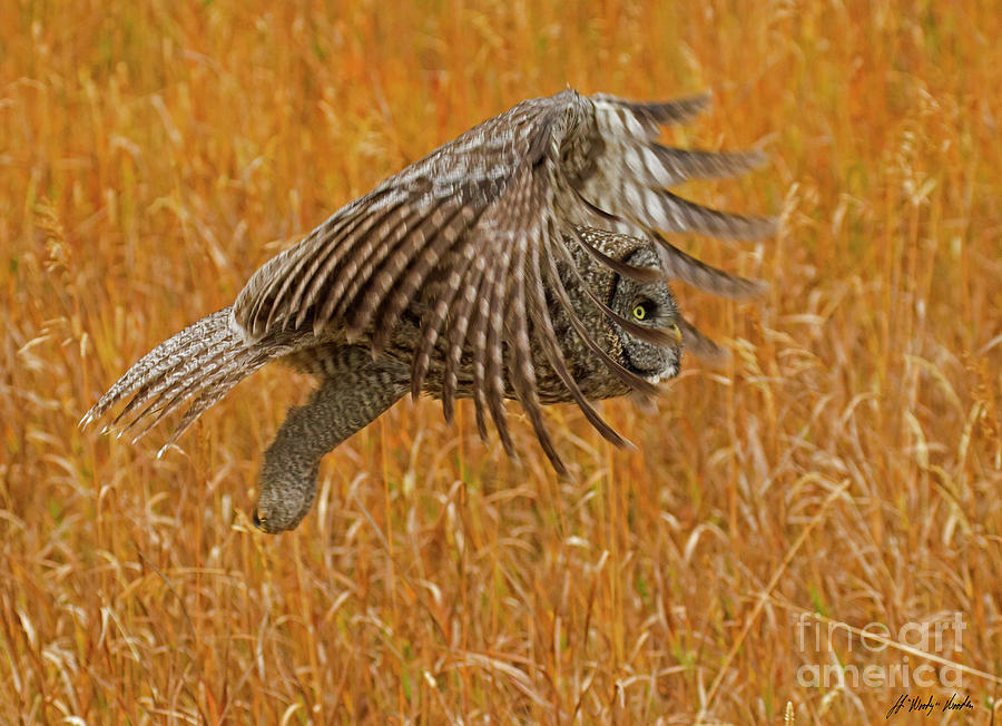 Great Grey Owl In Flight-Signed-#4943 Photograph by J L Woody Wooden