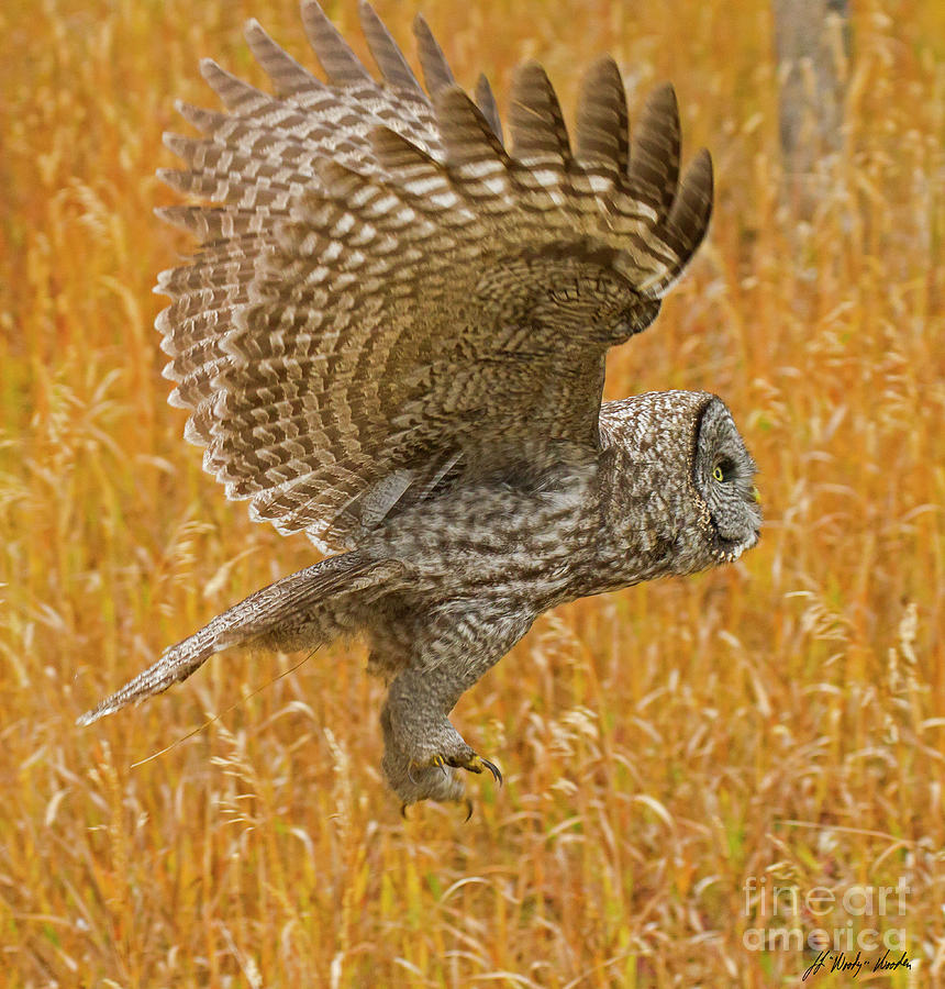 Great Grey Owl In Flight-Signed-#4947 Photograph by J L Woody Wooden