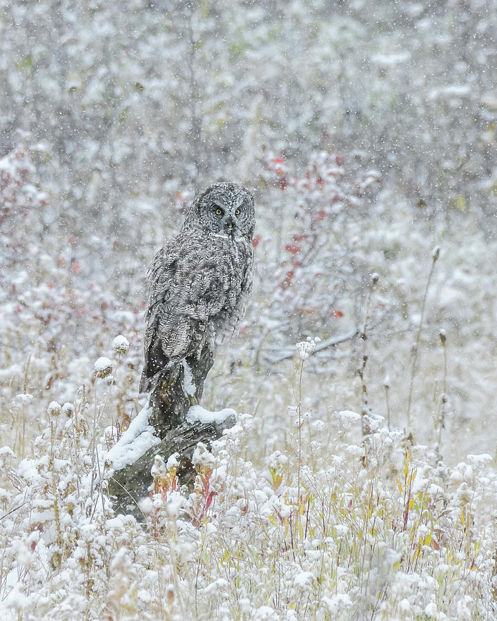 Great Grey Owl In Snow Photograph by Yeates Photography