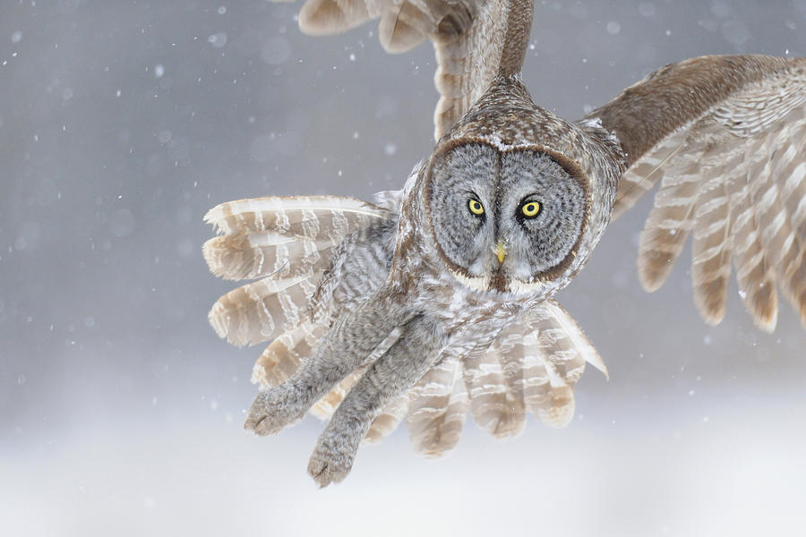 Great Photograph - Great Grey Owl in Snowstorm by Scott  Linstead