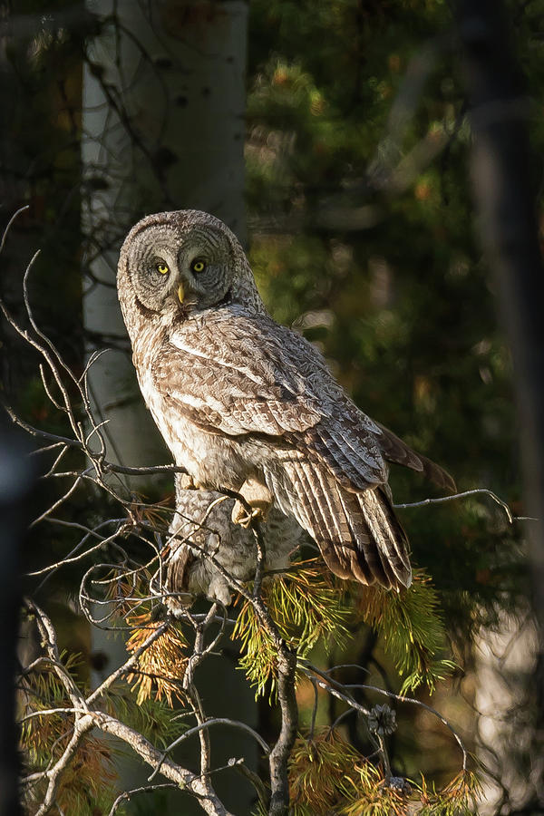 Great Grey Owl in the Forest Photograph by Sandy Brooks - Fine Art America