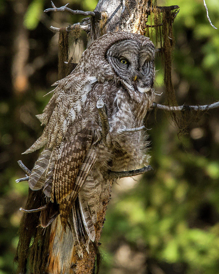 Great Grey Owl In Windy Spring Photograph by Yeates Photography