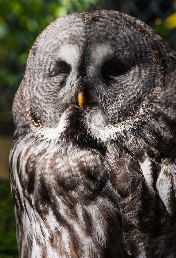 Great Grey Owl Photograph by Jeff Townsend