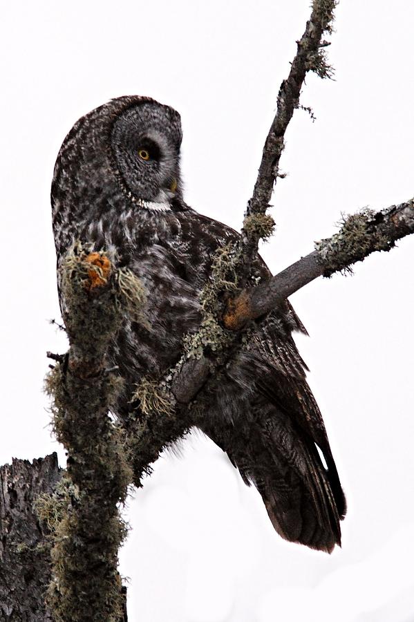 Great Grey Owl Photograph by Larry Ricker