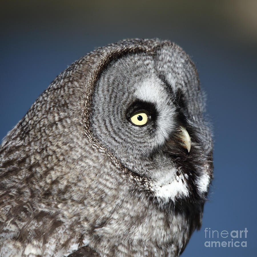 Great Grey Owl Photograph by Maria Gaellman