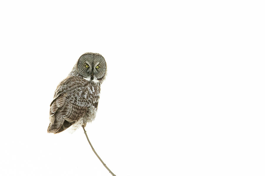 Great Grey Owl on White Photograph by Mircea Costina Photography