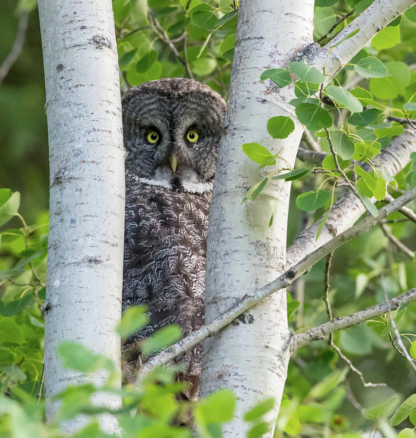 Great Grey Owl Peeking Photograph