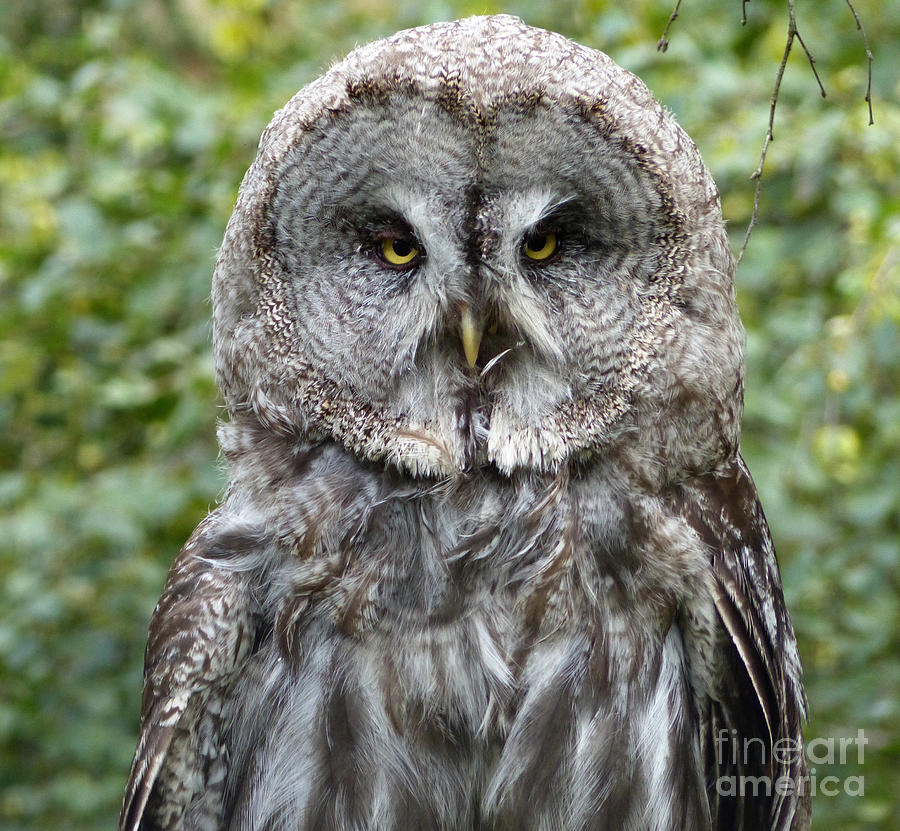 Great Grey Owl Photograph by Phil Banks