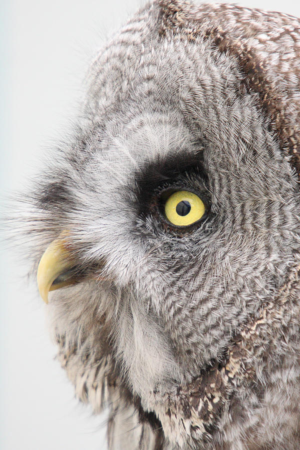 Great Grey Owl Photograph by Pierre Leclerc Photography