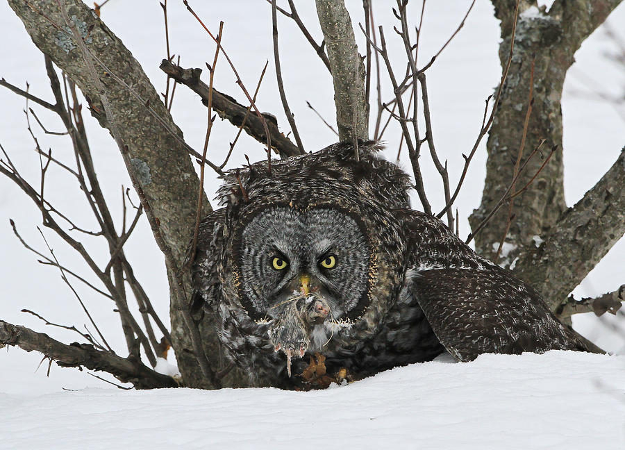 Great Grey Owl Photograph by Sam Amato