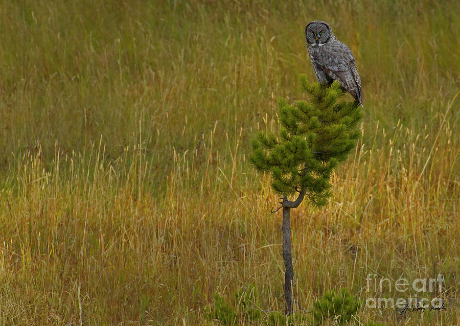 Great Grey Owl-Signed-#4015 Photograph by J L Woody Wooden