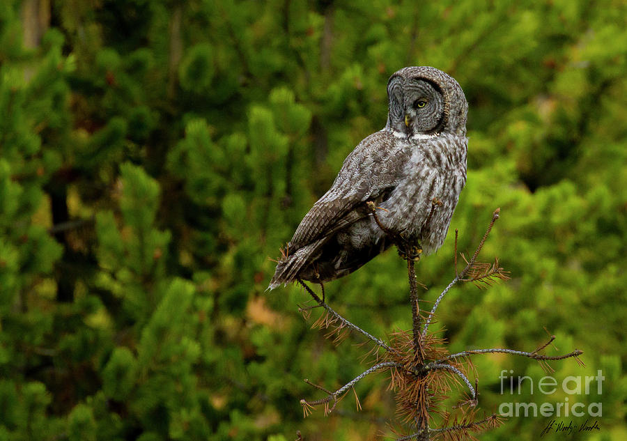 Great Grey Owl-Signed-#4044 Photograph by J L Woody Wooden