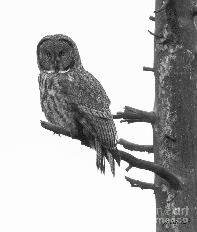 Great Grey Owl-Signed-#4238 Photograph by J L Woody Wooden