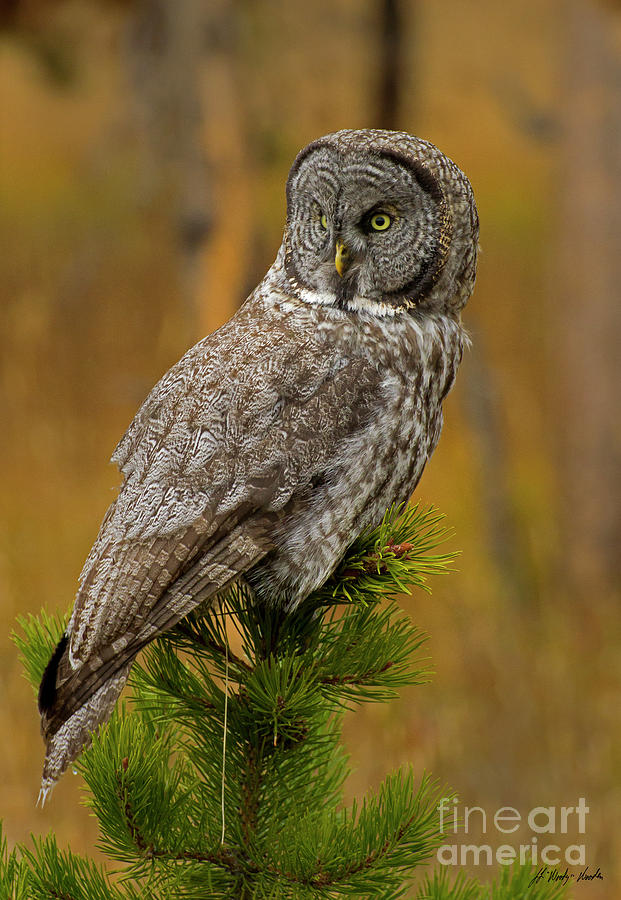 Great Grey Owl-Signed-#4964 Photograph by J L Woody Wooden