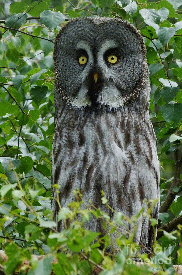 Great Grey Owl - Surprised Photograph by Phil Banks