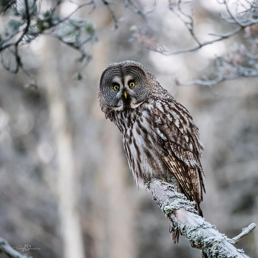 Great Grey Owl Photograph by Torbjorn Swenelius
